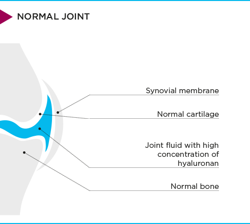 normal-knee-joint